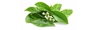 Andrographis paniculata